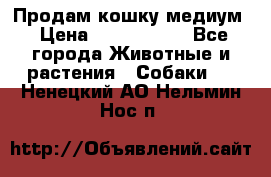 Продам кошку медиум › Цена ­ 6 000 000 - Все города Животные и растения » Собаки   . Ненецкий АО,Нельмин Нос п.